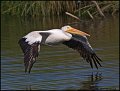 _1SB6079 american white pelican